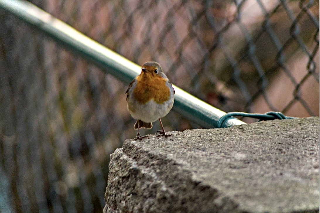 141212-nabu-stunde-der-gartenvoegel-paulo-dos-santos2.jpeg