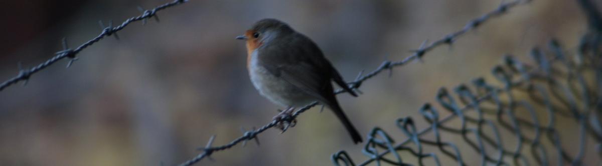 Naturbeobachtungen Logo Foto Leni Tschoell.jpg